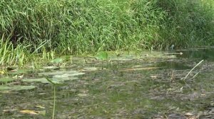 Река Судогда. Сплав на байдарке. Одиночный поход по Судогде #2