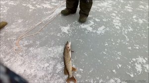 Палатка пингвин небольшой и не очень подробный обзор