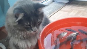 Мейн кун играет с рыбами