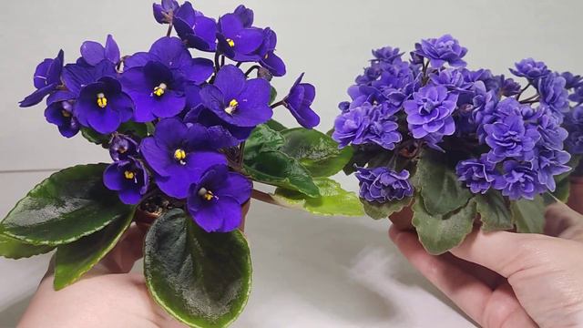 Ness' Crinkle Blue (полумини) смотреть онлайн