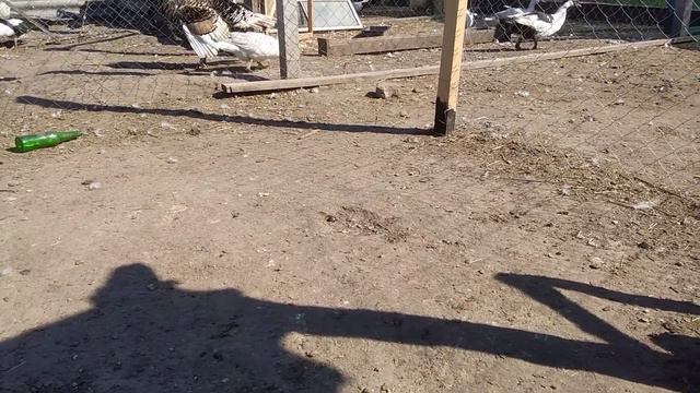 ЯИЦ БУДЕТ ВАЛОМ СДЕЛАЙ ТАК/ДРОЖЖЕВАНИЕ КОРМА ДЛЯ ПТИЦ. ИНДЮШАТА/ЦВЕТНЫЕ ГЕРКУЛЕСЫ  29 квітня 2020 р