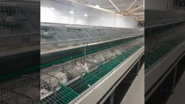 Прогулка по промышленной ферме кроликов. Компания Хиколь. смотреть онлайн