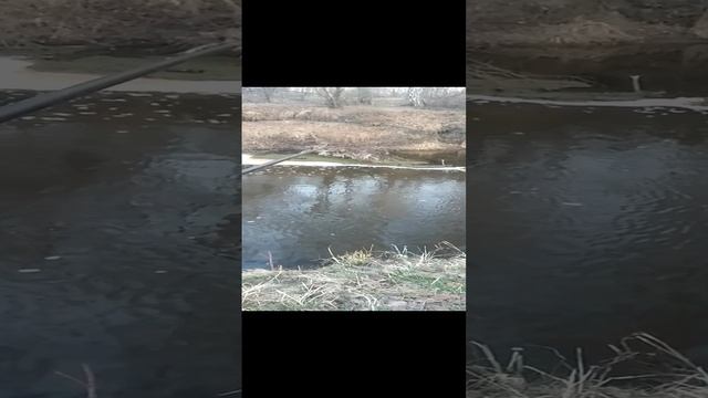 Бобер попер