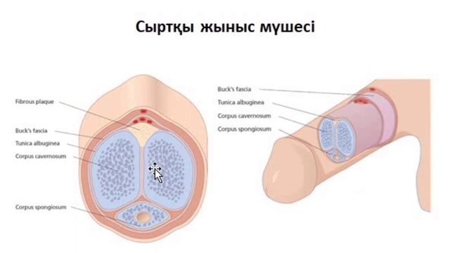Еркек жыныс мүшесі | Құрылысы | Қызметі | Эякуляция