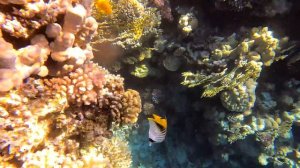 New 4K video.Egypt. Jaz Fanara Resort. Sharm El Sheikh. Coral reef at Jaz Fanara Resort-snorkelling