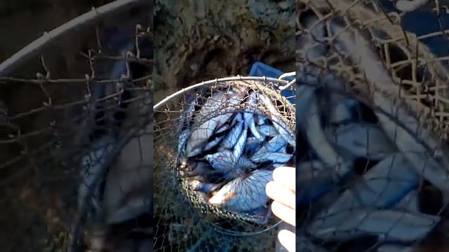 Десногорск,рыбалка,клёв смотреть онлайн