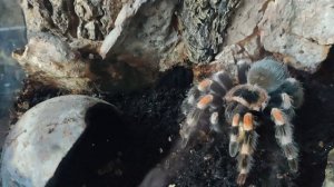 кормление паука Brachypelma Hamorii.