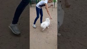 Японский шпиц дрессировка на площадке