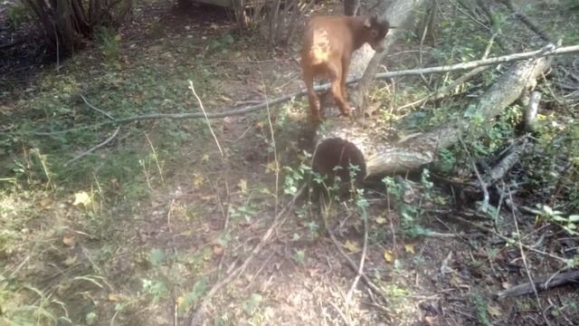 Камерунские Карликовые Козы. Козлёнок №2 Растет и Становится Невероятно Красивым смотреть онлайн