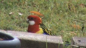 Попугаи Розелла во дворе Rosella parrots in a garden