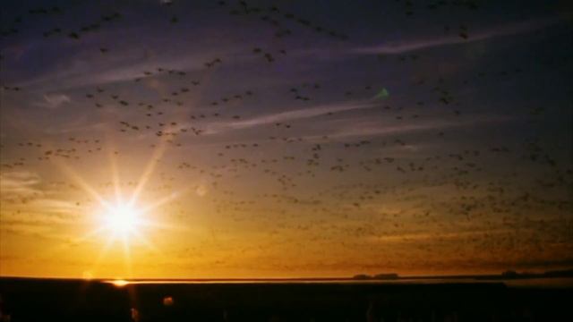 Тундра - Ледяные пустыни смотреть онлайн