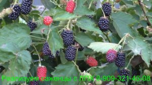 Ежевика ПРАЙМ АРК 45