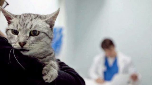 Аллергия у кошек.Симптомы и причины. смотреть онлайн