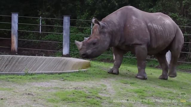 It's a rhino good morning смотреть онлайн