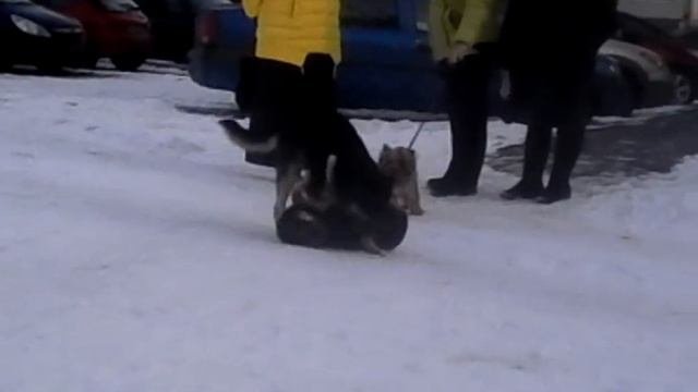 Пьяные собаки прикол