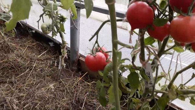 Собираю урожай.18 августа 2020 смотреть онлайн