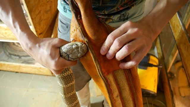 КОБРА ОЧЕНЬ КРЕПКО ВЦЕПИЛАСЬ. Пересаживаем королевских кобр