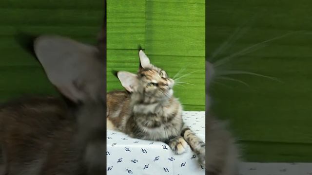 Красивая кошечка мейн-кун 🎈#мейнкун#мейнкункрым#mainecoon#mainecooncat#кошка#куны#кошачьяжизнь