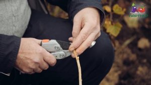 РАЗМНОЖАЕМ СМОРОДИНУ ОСЕНЬЮ