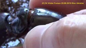 Носороги Атакуют. Почему и Где Жуки Носороги Живут в Киеве?