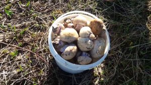 Грибное место. Часть 1.