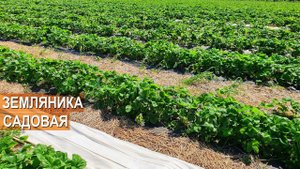Земляника садовая. Технология выращивания. Сорта. Обработки. Фермерское хозяйство Стрелецкий