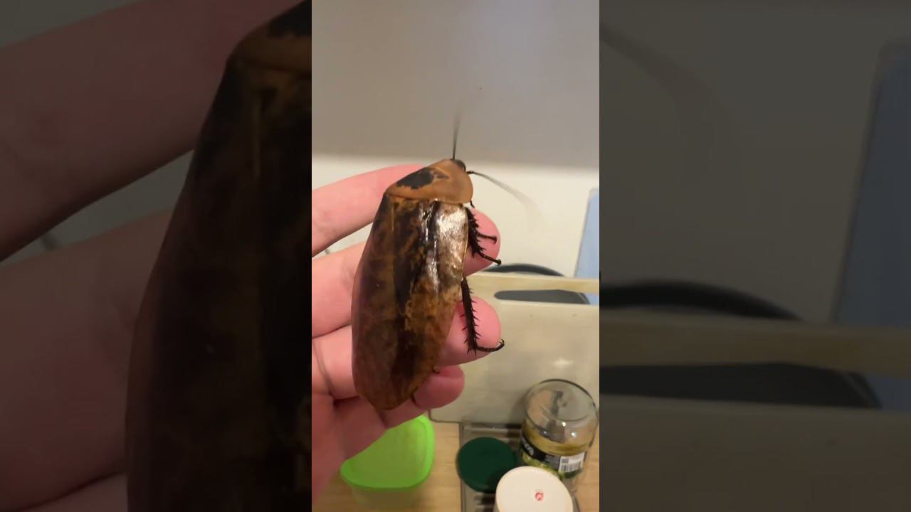 Архимандрит #shortvideo #москва #zoolife #экзотика #zooanimals #зверьёмоё #zoo #таракан #корма