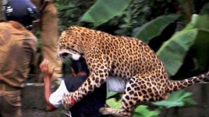 Невероятные случаи выживания//НАПАДЕНИЕ ЖИВОТНЫХ НА ЛЮДЕЙ