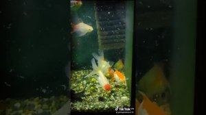 аквариумы с золотыми рыбками,несколько видов,