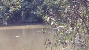 Лебеди в музее заповеднике Царицыно, Москва