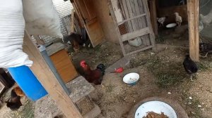 деревенские куры