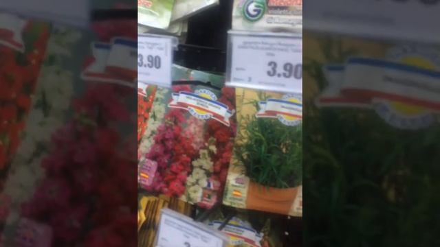 Статица и годеция?❤️! Обязательно посадите эти цветы!