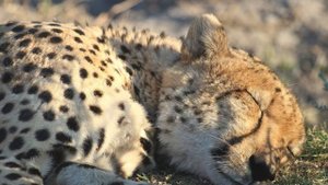 Звук релакса. Мило мурлыкающий Гепард? (мурлыкает во сне). Purring Cheetah