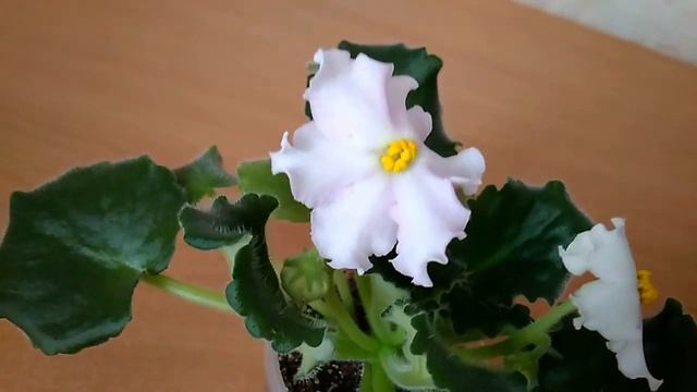 Стартеры новых сортов смотреть онлайн