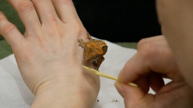 Gamoń niejadek czyli karmimy gekona orzęsionego