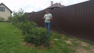 Голубику вырастить просто! голубика не плодоносит?