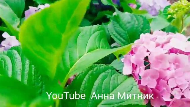 Гортензия - очарует вас, вот посмотрите! Гортензия - королева сада. смотреть онлайн