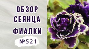 Фиалки из семян. Обзор сеянца фиалки № 521.