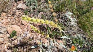 Чабрец, Душица, Железница. Полезные свойства и где растет. Крымские травы.