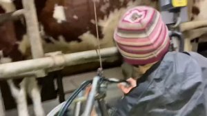 Про доярку (дояра)