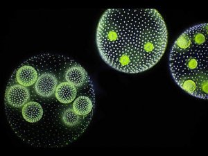 58.4 УСТАНОВЛЕНИЕ ЖИЗНИ НА УРАНТИИ. ЭРА ЗАРОЖДЕНИЯ ЖИЗНИ