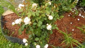 Розы Stephanie Baronin zu Guttenberg , Desdemona, New Dawn в дожди 2019