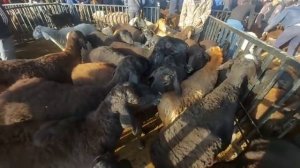 СЕШАНБЕ БОЗОРИ ВАХДАТ НАРХИ МОЛИ МАЙДА ГУСФАНД КУЧКОР БУЗ октября 2021 г.