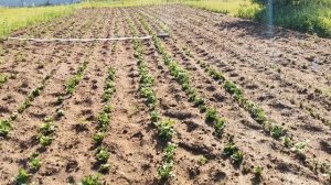 Величайшая Тайна ПАРШИ КАРТОФЕЛЯ!