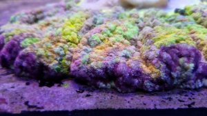 Rainbow carpet nem