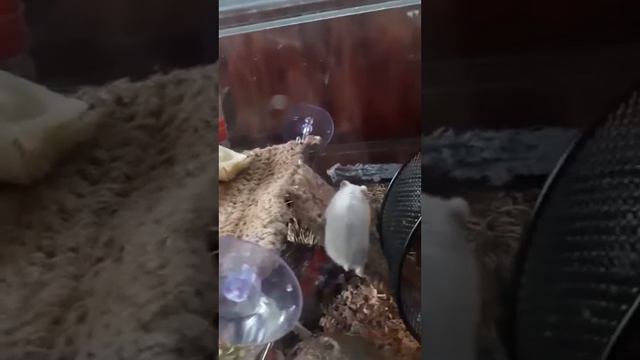 Второй этаж в террариуме у хомяка для овощей
