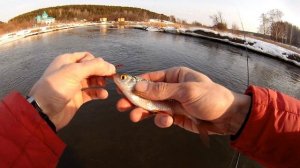 Мормышинг на Исети в самом начале весны напротив Парка Сказов. Ловля язя, плотвы, ельца, окуня