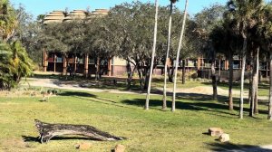 It’s a beautiful day to hang on Disney’s Animal Kingdom Lodge’s Savana w/animals Vlog 2/21/24