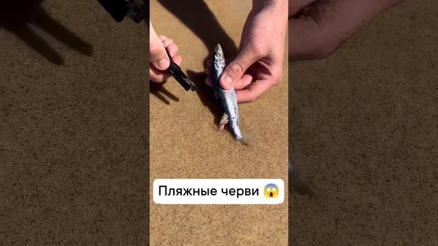 Хочешь позагорать на таком пляжу?  Жуть...