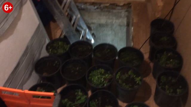 Убираем в погреб Азимину и Гинкго Билоба. смотреть онлайн